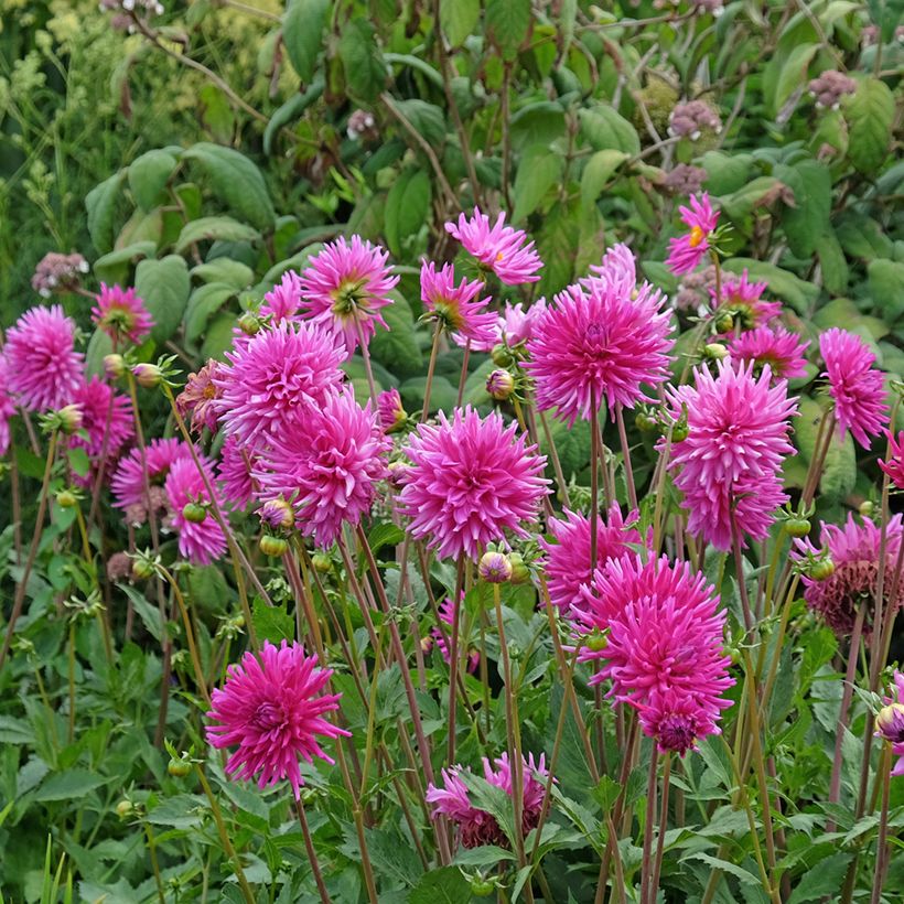 Dahlia semi cactus Purple Gem (Plant habit)
