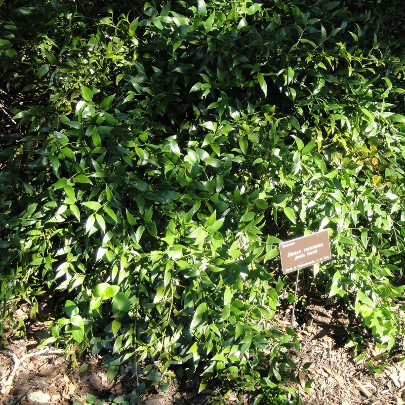 Danae racemosa - Laurier d'Alexandrie (Plant habit)