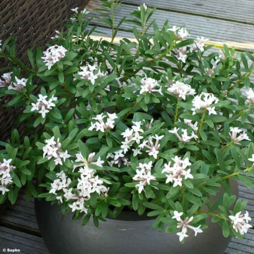 Daphne x transatlantica Eternal Fragrance (Plant habit)