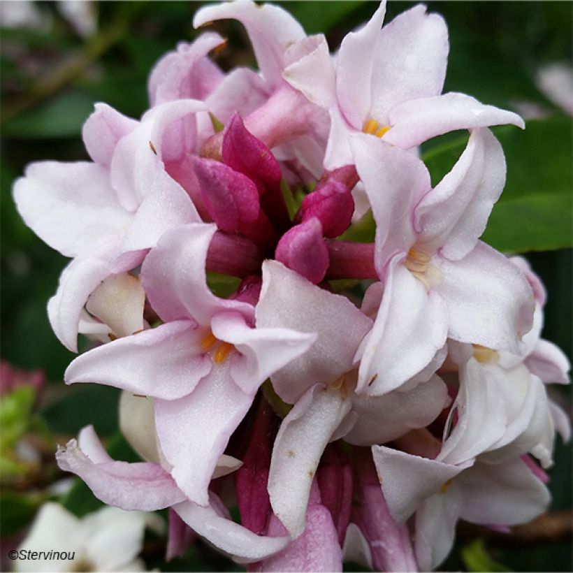 Daphne Perfume Princess - Daphné parfumé (Flowering)