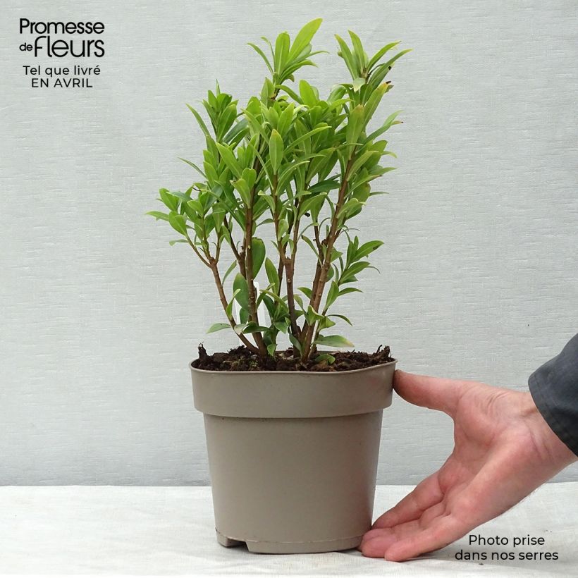 Example of Daphne Perfume Princess - Daphné parfumé Pot de 2L/3L as you get in printemps