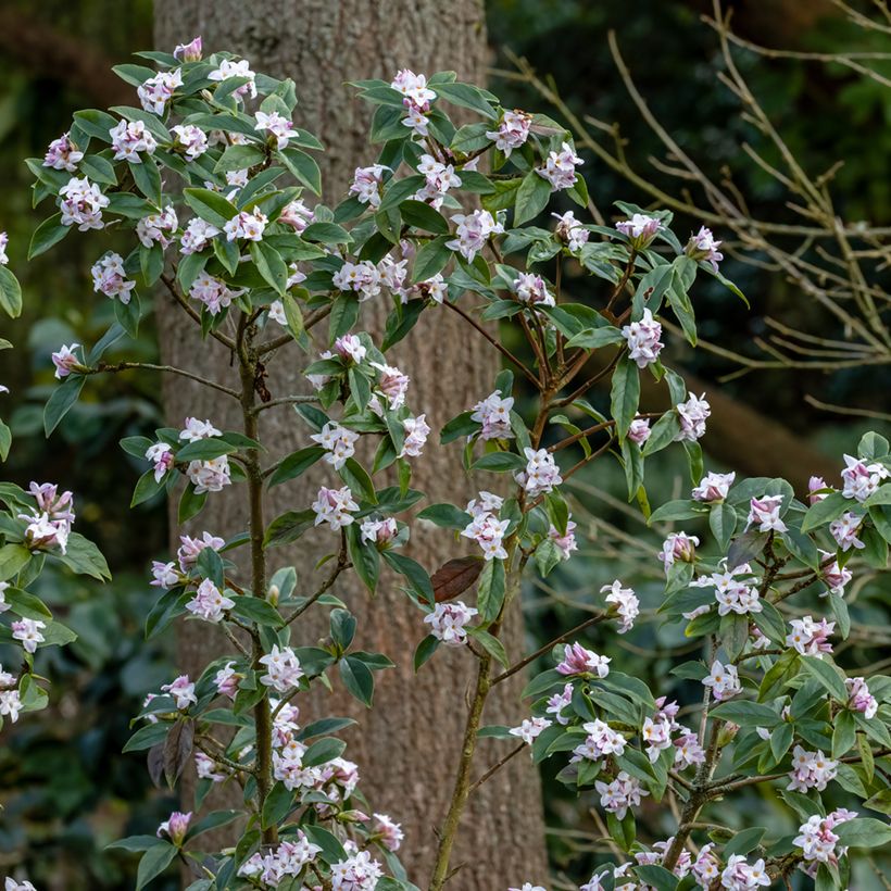 Daphné bholua (Plant habit)