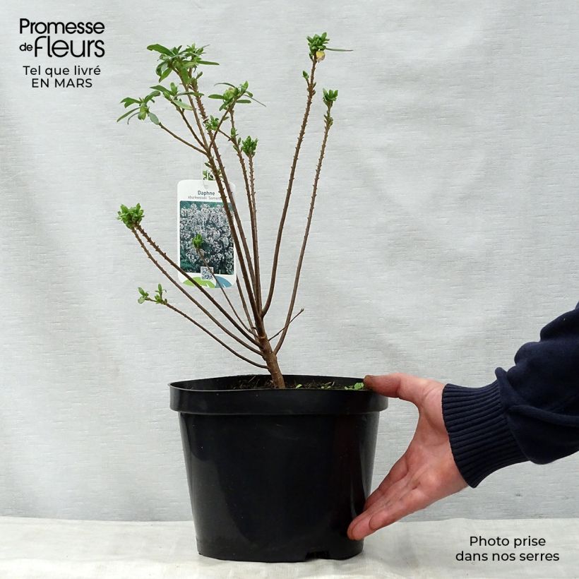 Spécimen de Daphne burkwoodii Somerset - Bois joli Pot de 4L/5L tel que livré au printemps