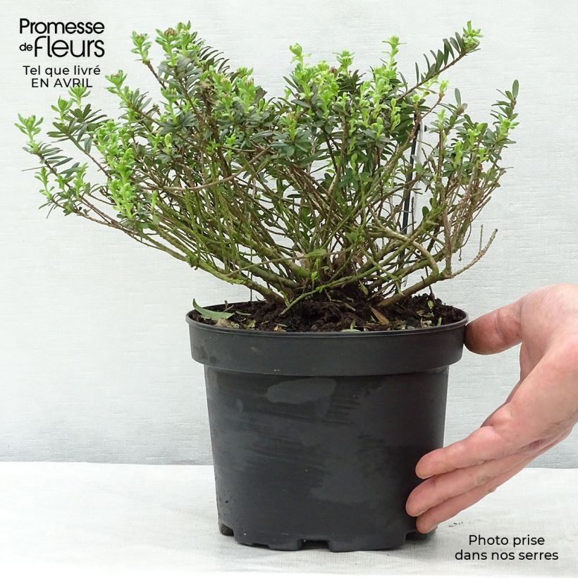 Example of Daphne cneorum Pot de 2L/3L as you get in printemps