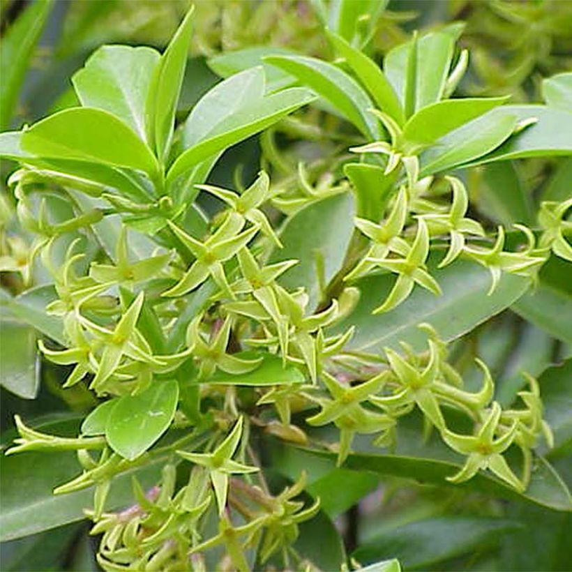 Daphne laureola Philippi - Daphné de Philippe. (Flowering)