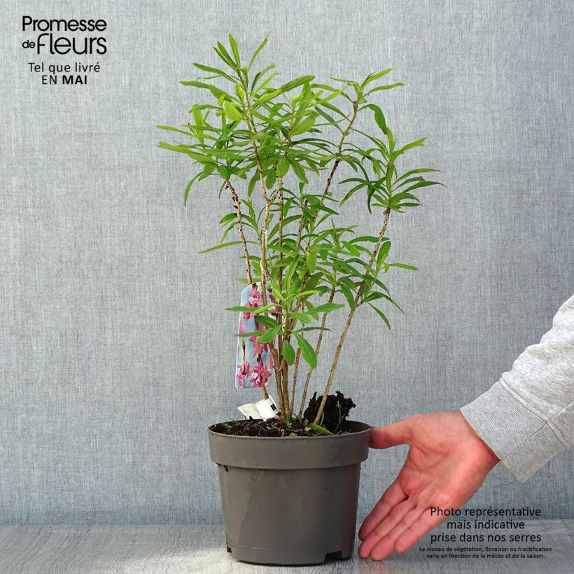 Example of Daphne mezereum var. rubra Pot de 3L/4L as you get in printemps