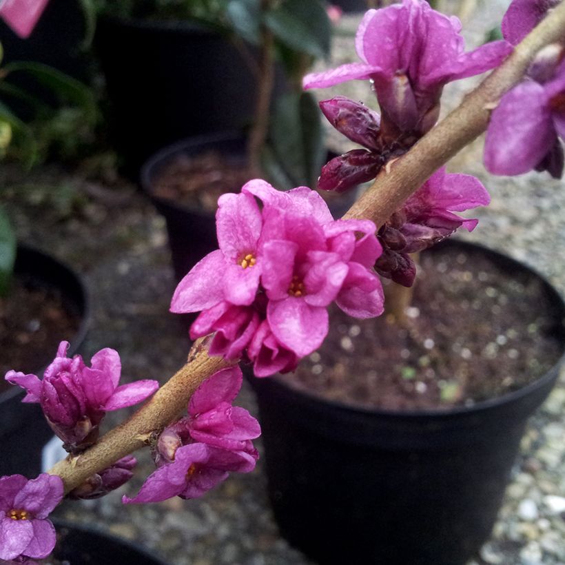 Daphne mezereum var. rubra (Flowering)
