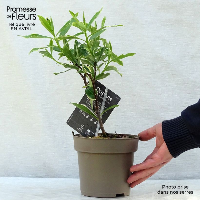 Example of Daphne odora Aureomarginata Pot de 2L/3L as you get in printemps