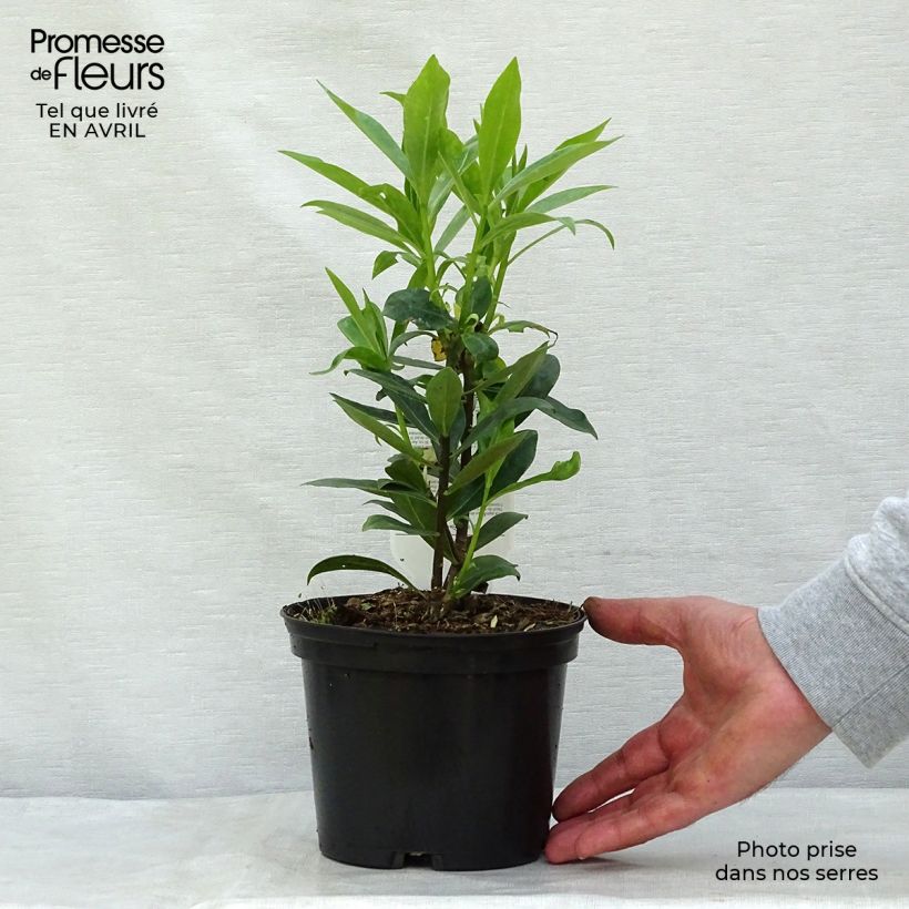 Example of Daphne odora - Bois-joli odorant Pot de 1L/1,5L as you get in printemps
