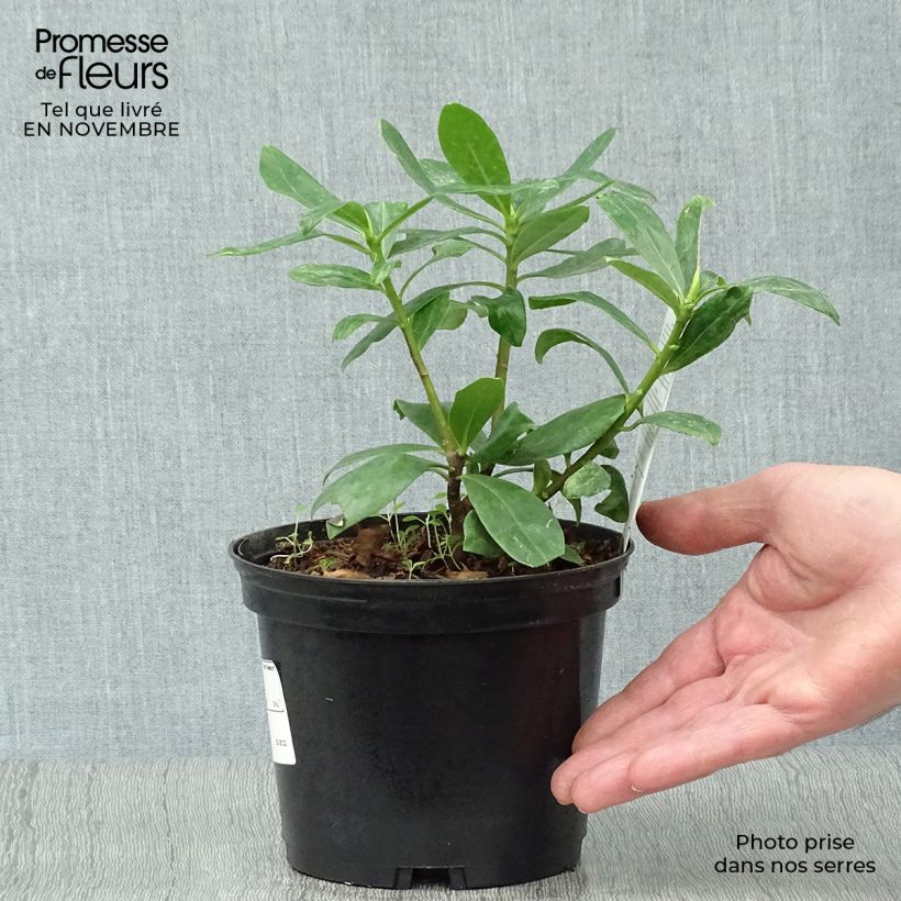 Spécimen de Daphne odora - Bois-joli odorant Pot de 1L/1,5L tel que livré en automne