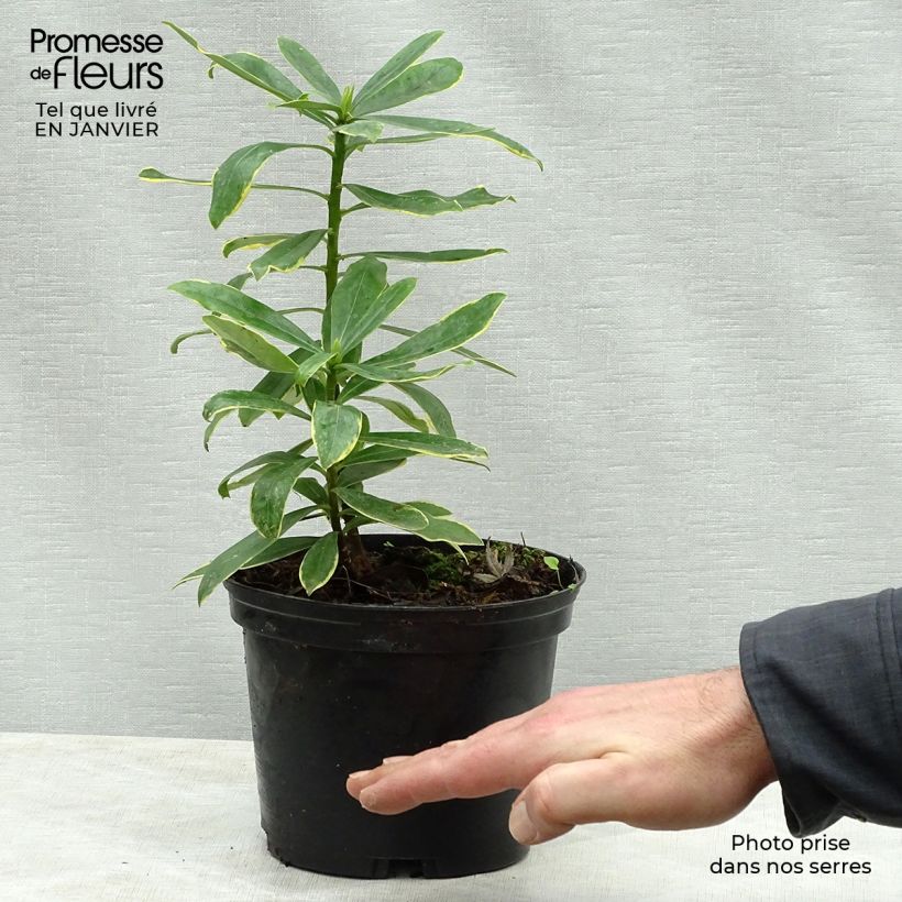 Example of Daphne odora Maejima - Daphné parfumé panaché. Pot de 2L/3L as you get in hiver