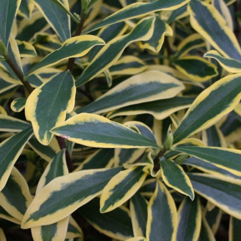 Daphne odora Marianni (Rogbret) (Foliage)
