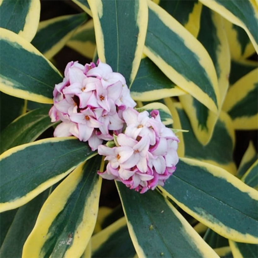 Daphne odora Marianni (Rogbret) (Flowering)