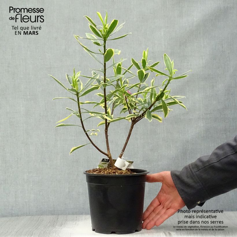 Example of Daphne odora Marianni (Rogbret) Pot de 2L/3L as you get in printemps