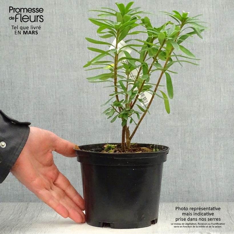 Example of Daphne x transatlantica Pink Fragrance Pot de 2L/3L as you get in printemps