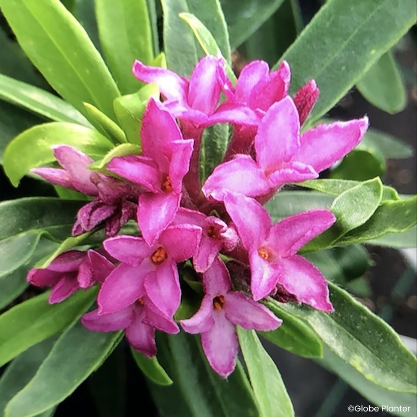 Daphne x transatlantica Bella Rose (Floraison)