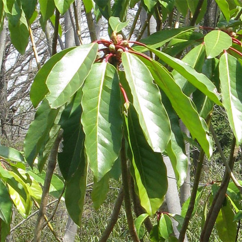 Daphniphyllum himalayense macropodum (Foliage)