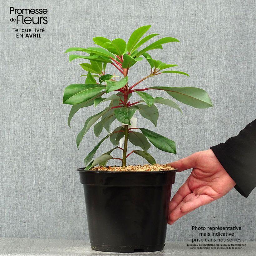 Example of Daphniphyllum himalayense macropodum Pot de 2L/3L as you get in printemps