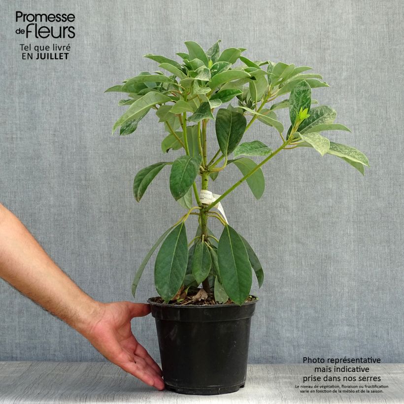 Spécimen de Daphniphyllum himalayense macropodum Pot de 2L/3L tel que livré en été