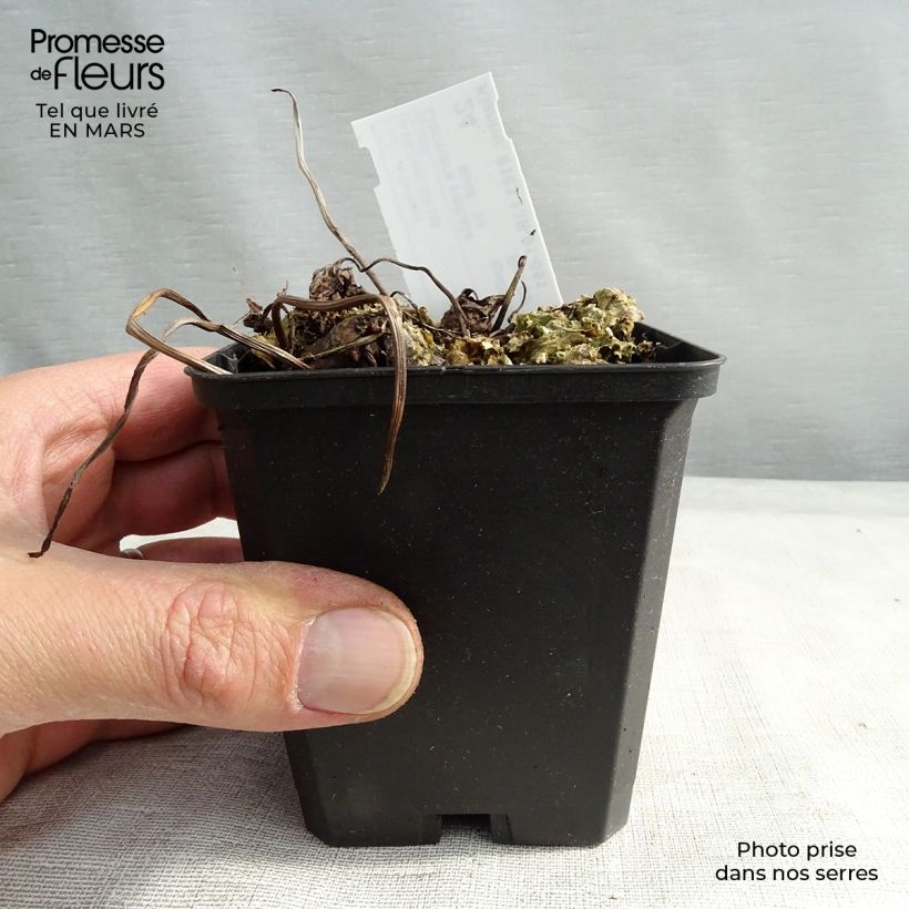 Example of Darmera peltata Godet de 8/9 cm as you get in printemps