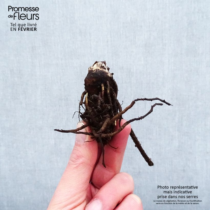 Example of Darmera peltata Racines nues, Qualité premium as you get in hiver