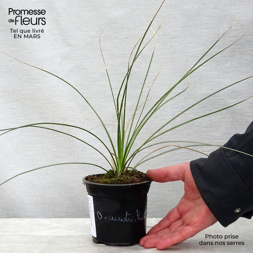 Example of Dasylirion acrotrichum - Dasylire acrotriche Pot de 12 cm / 13 cm as you get in printemps