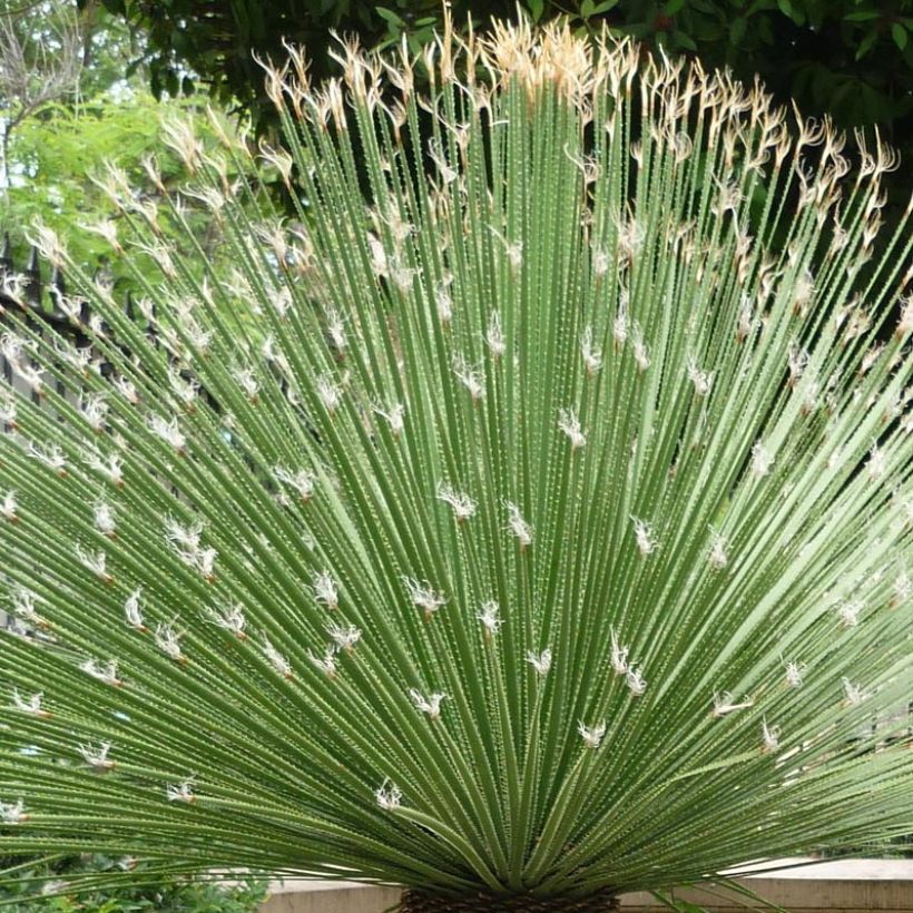 Dasylirion acrotrichum - Dasylire acrotriche (Foliage)