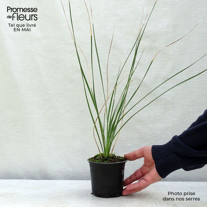 Example of Dasylirion cedrosanum - Dasylire Pot de 12 cm / 13 cm as you get in printemps