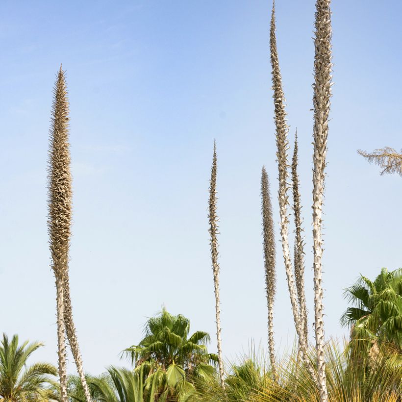 Dasylirion longissimum (Flowering)