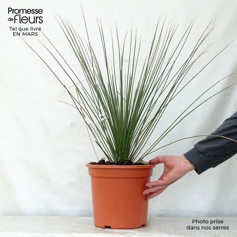Example of Dasylirion longissimum Pot de 7,5L/10L as you get in printemps