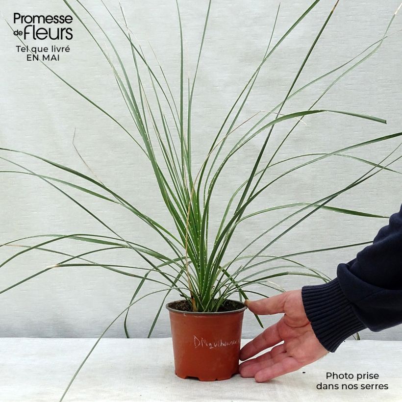 Example of Dasylirion miquihuanensis Pot de 12 cm / 13 cm as you get in printemps
