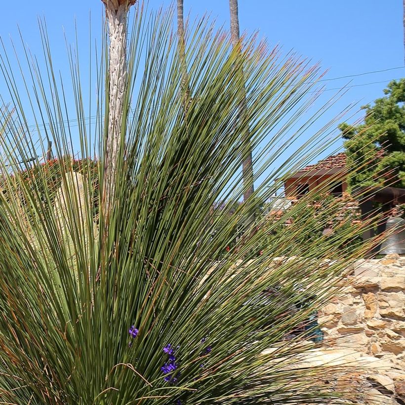 Dasylirion quadrangulatum - Dasylire ou Sotol quadrangulaire (Foliage)