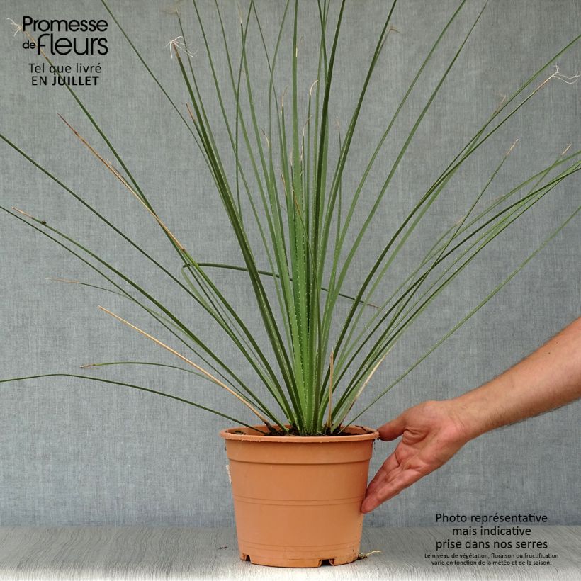 Example of Dasylirion serratifolium - Dasylire, Sotol Pot de 12L/15L as you get in ete