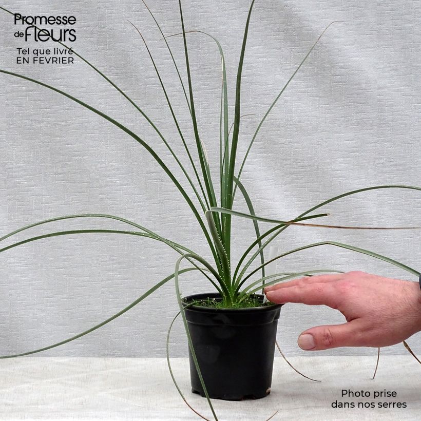Example of Dasylirion texanum - Sotol du Texas Pot de 12 cm / 13 cm as you get in hiver