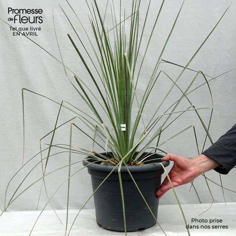 Example of Dasylirion wheeleri  Pot de 7,5L/10L as you get in printemps