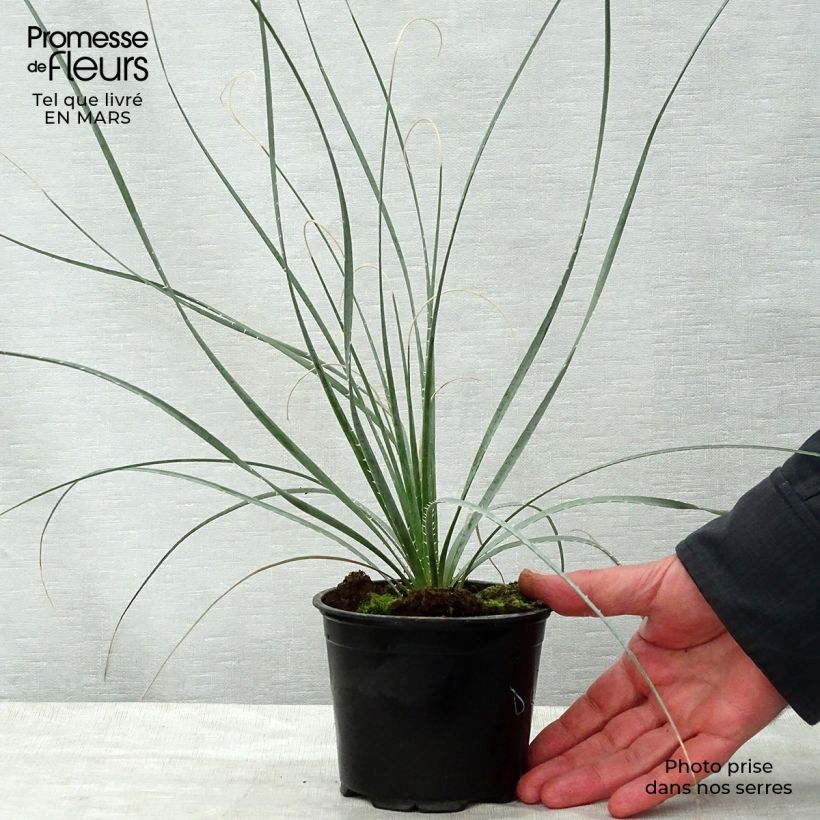 Example of Dasylirion wheeleri  Pot de 3L/4L as you get in printemps