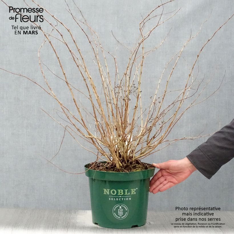 Example of Decaisnea fargesii Pot de 7,5L/10L as you get in printemps