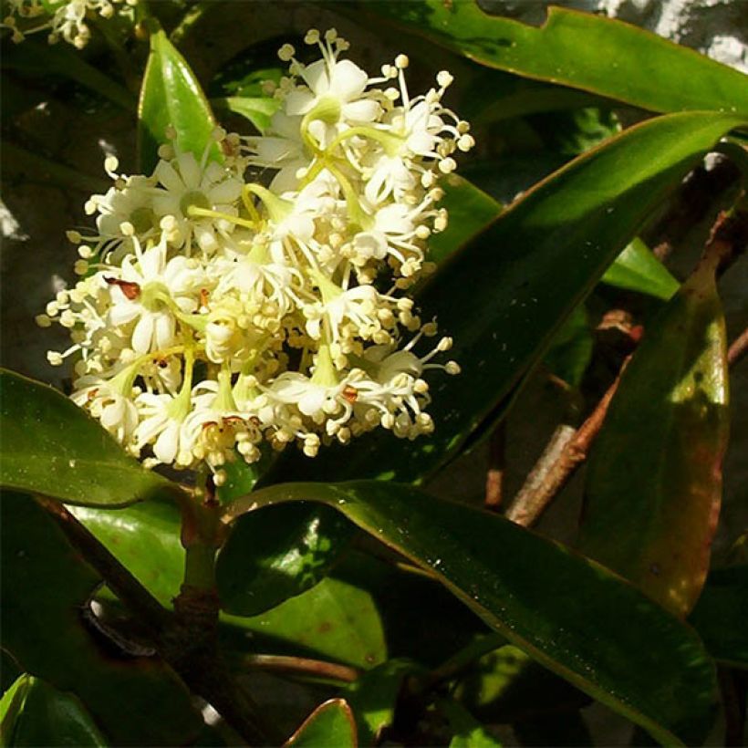 Decumaria sinensis - Décumaria (Flowering)