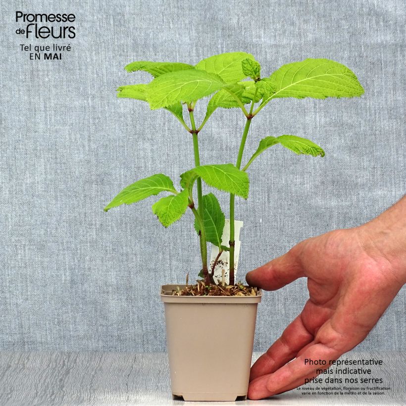 Spécimen de Deinanthe x Blue Wonder Godet de 8/9 cm tel que livré au printemps