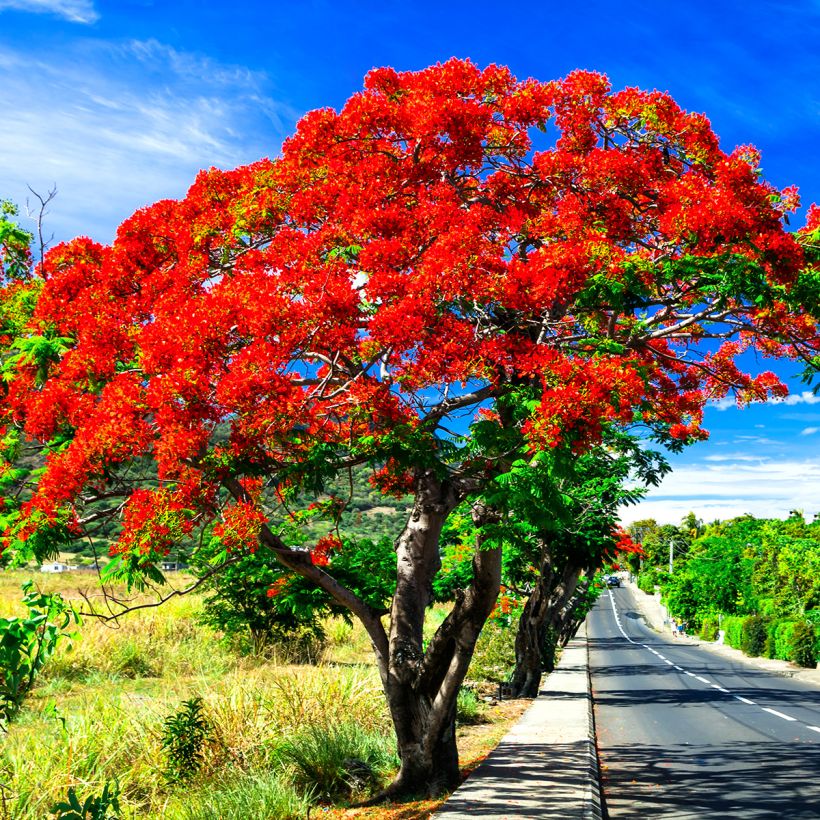 Delonix regia - Flamboyant (Port)