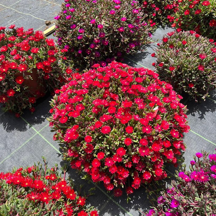 Delosperma Desert Dancers Red (Port)