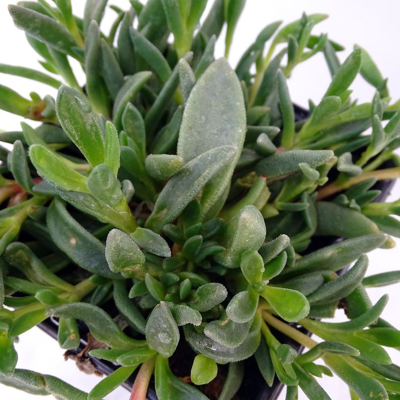 Delosperma Table Mountain - Pourpier vivace  (Foliage)