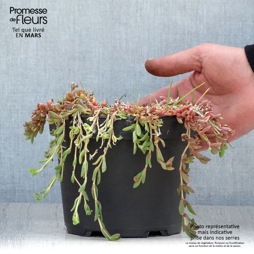 Example of Delosperma Table Mountain - Pourpier vivace  Pot de 2L/3L as you get in printemps