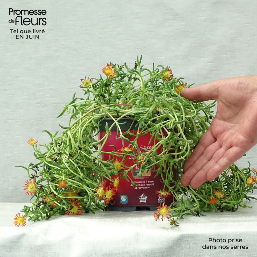 Spécimen de Delosperma Wheels of Wonder Fire Pot de 2L/3L tel que livré en été