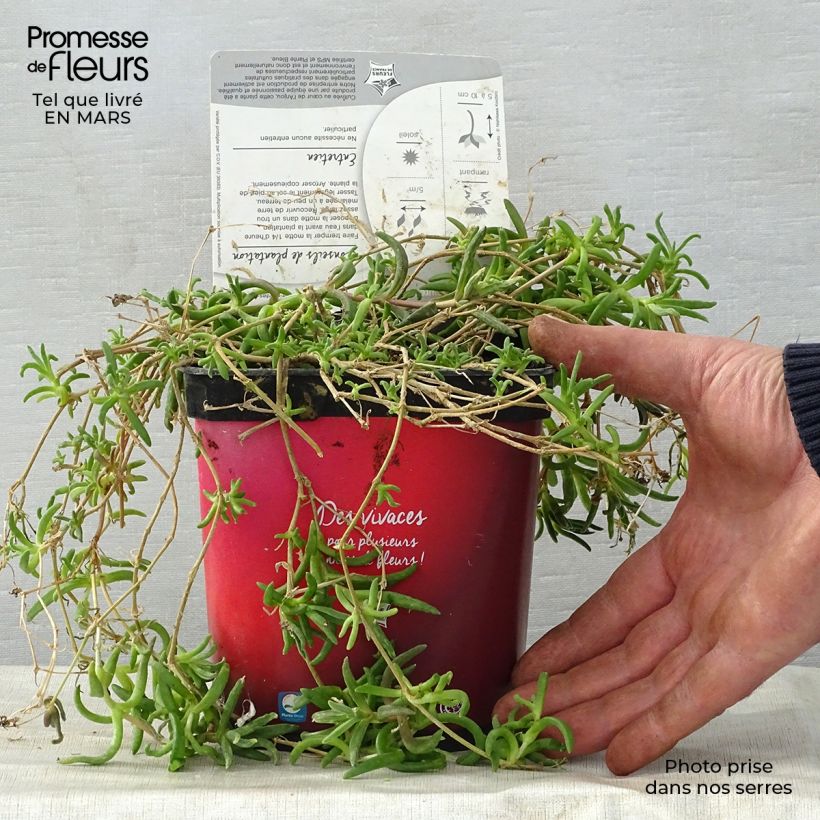 Example of Delosperma Wheels of Wonder Fire Pot de 2L/3L as you get in printemps