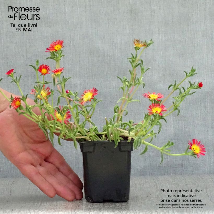 Example of Delosperma Wheels of Wonder Fire Godet de 7/8 cm as you get in printemps