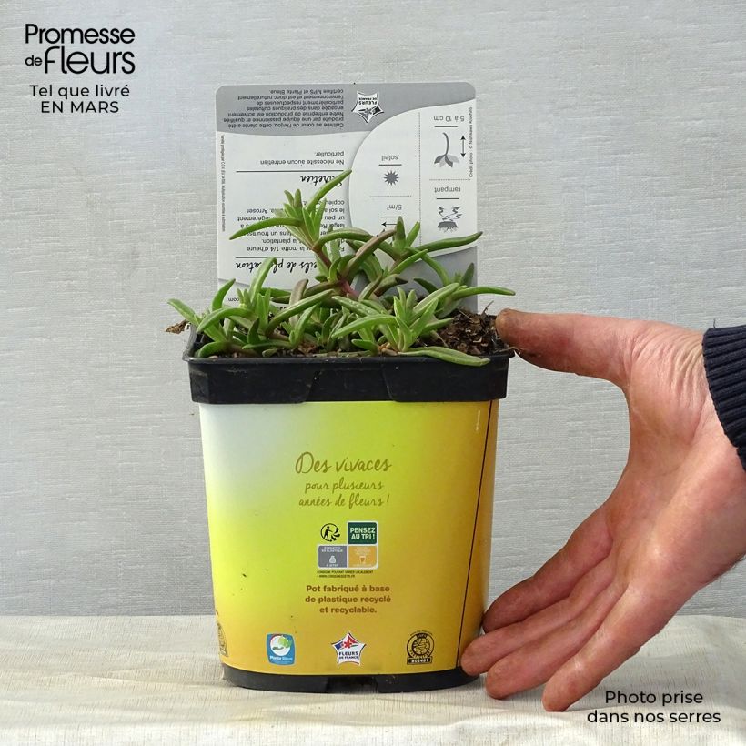 Example of Delosperma Wheels of Wonder Golden Pot de 2L/3L as you get in printemps
