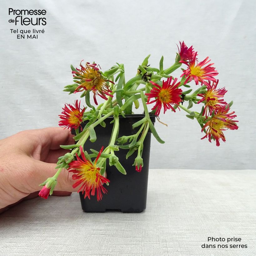 Example of Delosperma Wheels of Wonder Orange Godet de 7/8 cm as you get in printemps