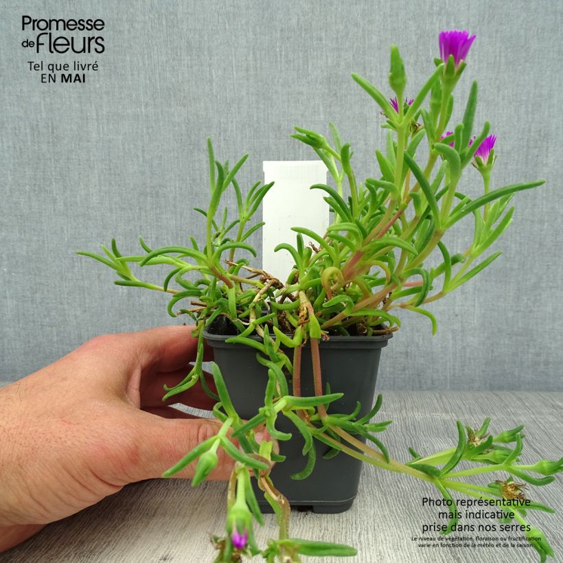Example of Delosperma Wheels of Wonder Violet Godet de 8/9 cm as you get in printemps