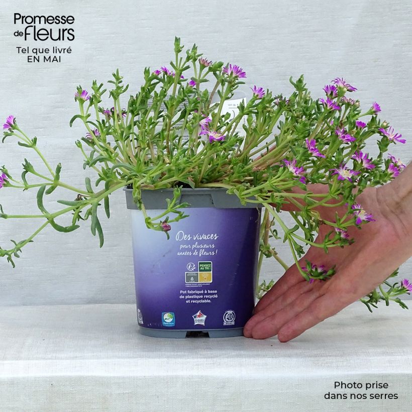Example of Delosperma Wheels of Wonder Violet Pot de 2L/3L as you get in printemps